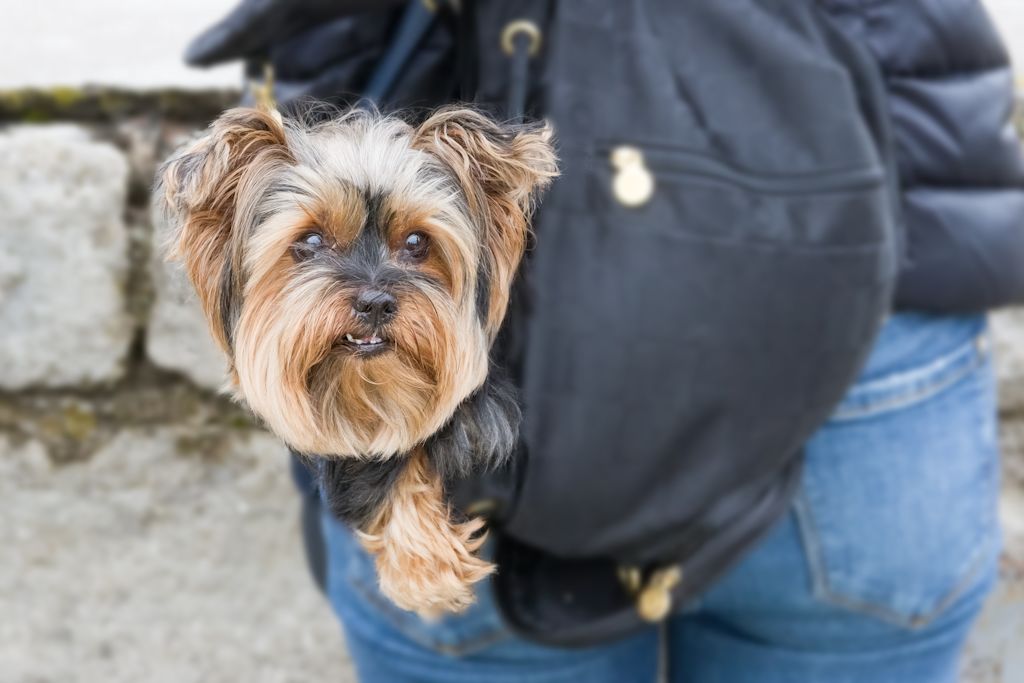 chien mignon yorkshire