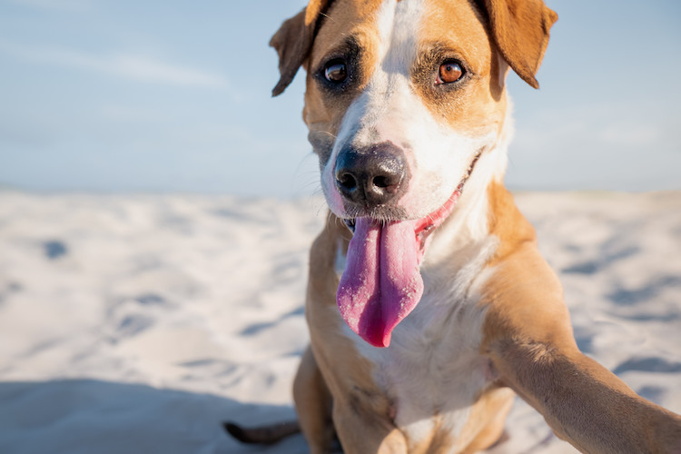 coup de chaleur chez le chien