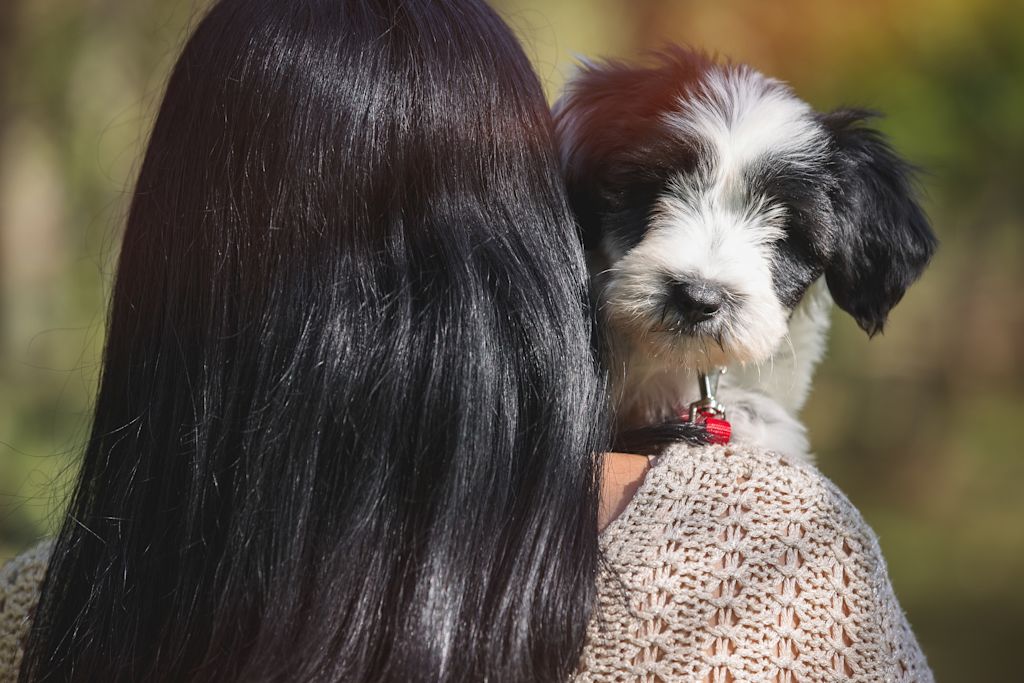 chiot terrier du tibet