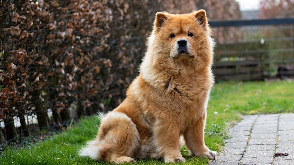 chow chow jardin