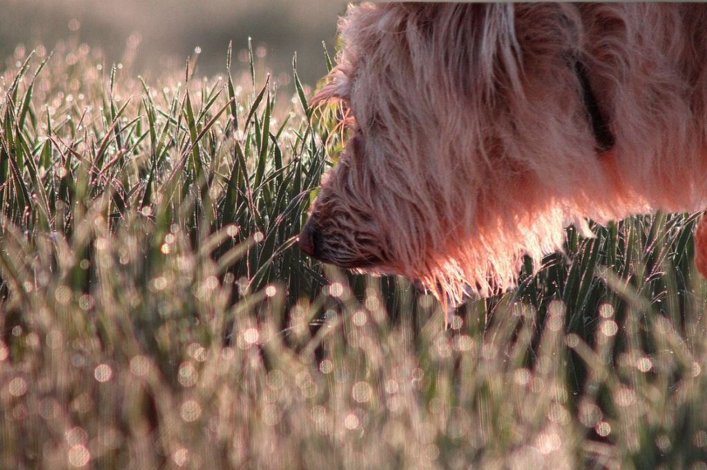 Chien qui renifle