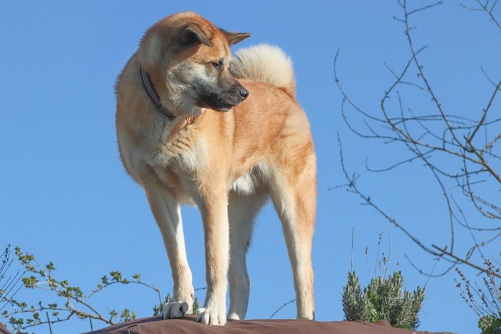 La robustez y presencia del akita inu.