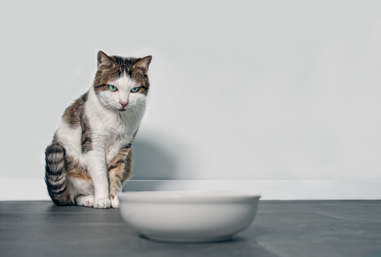 Chat qui refuse de manger