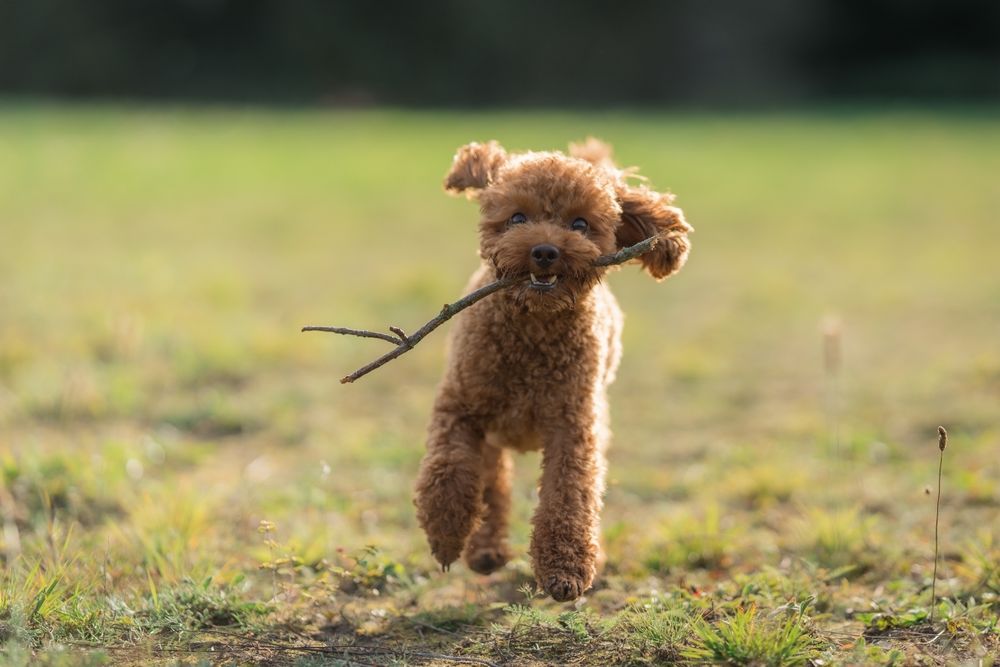 Toypoedel rent vrolijk met stok in bek