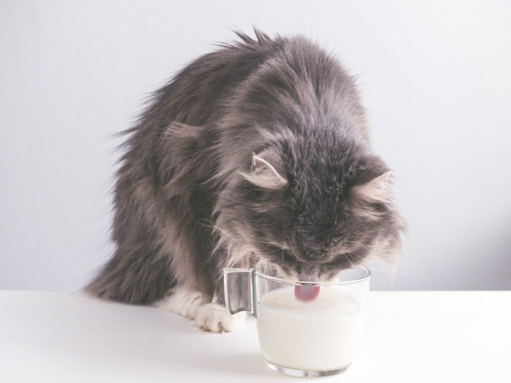 gatto che beve latte