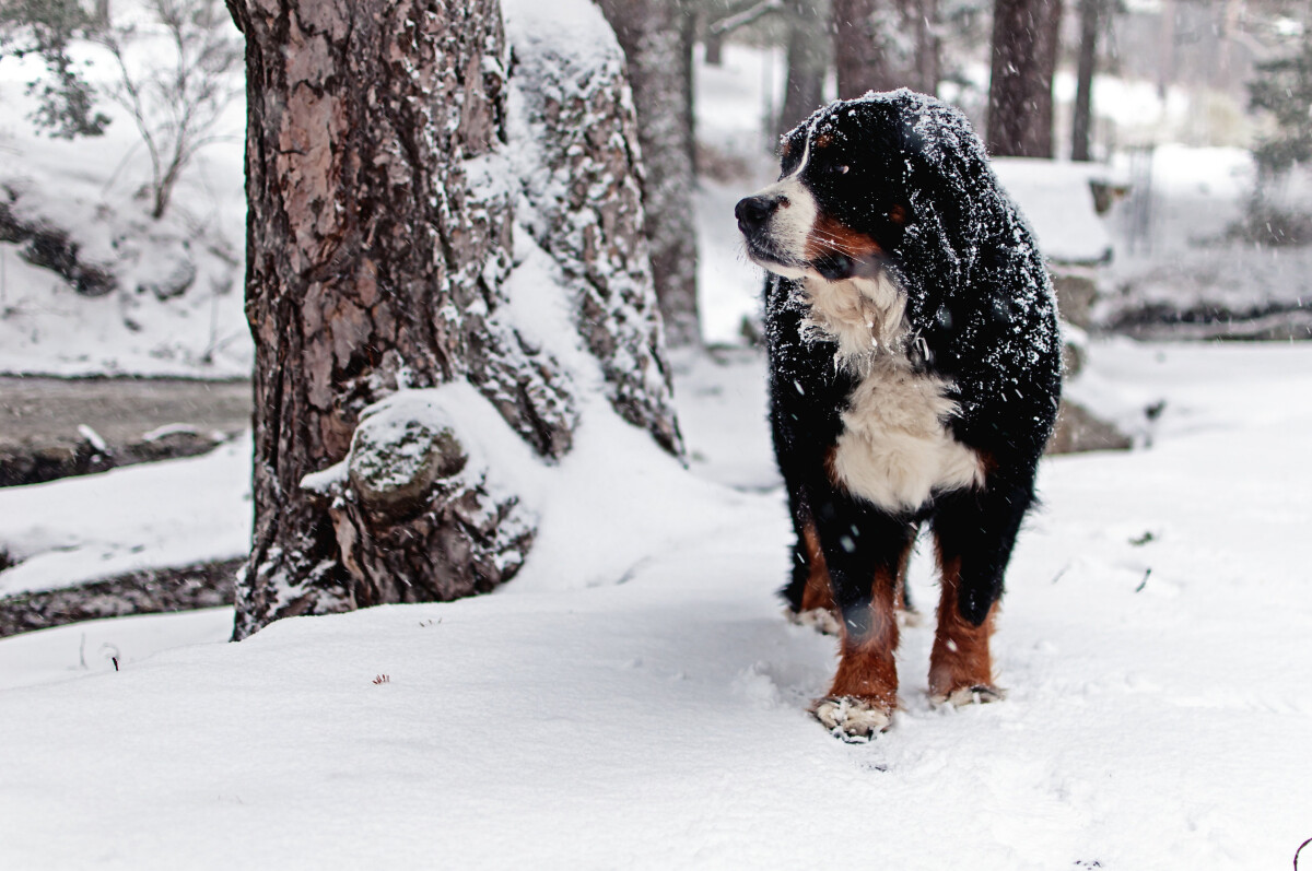 los perros necesitan tratamiento contra pulgas y garrapatas en invierno