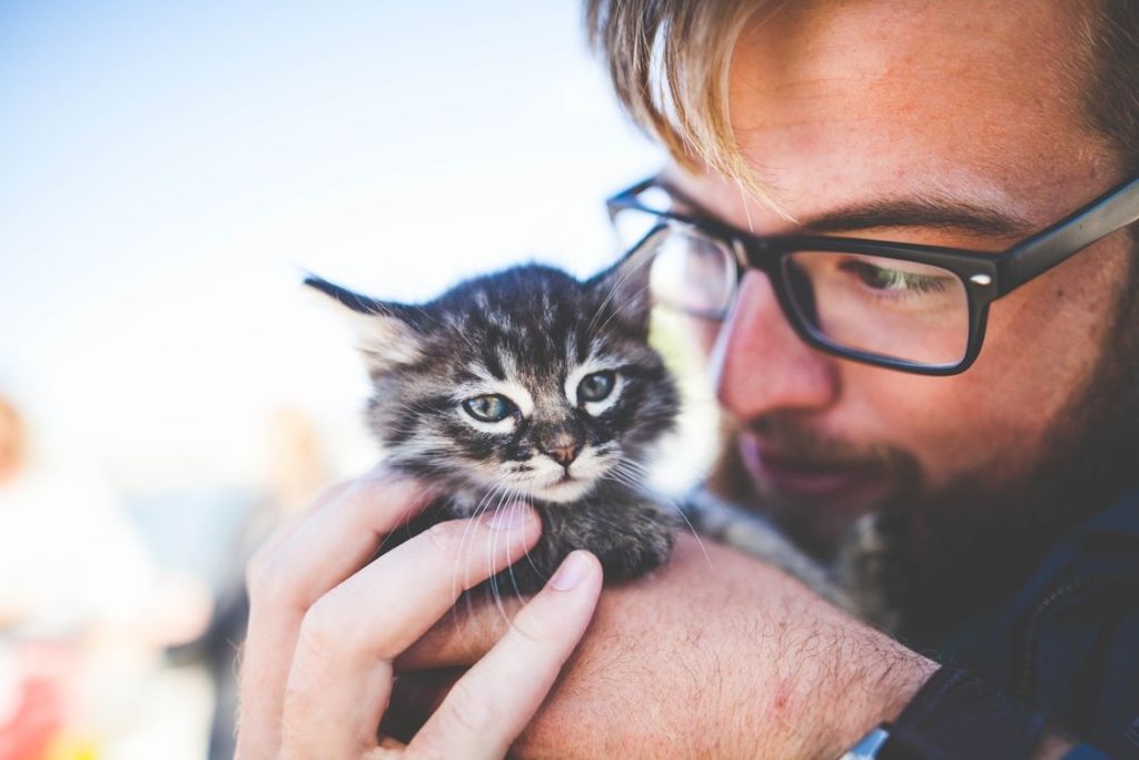 Chaton caressé