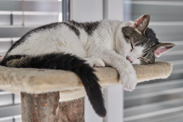Chatte fatiguée