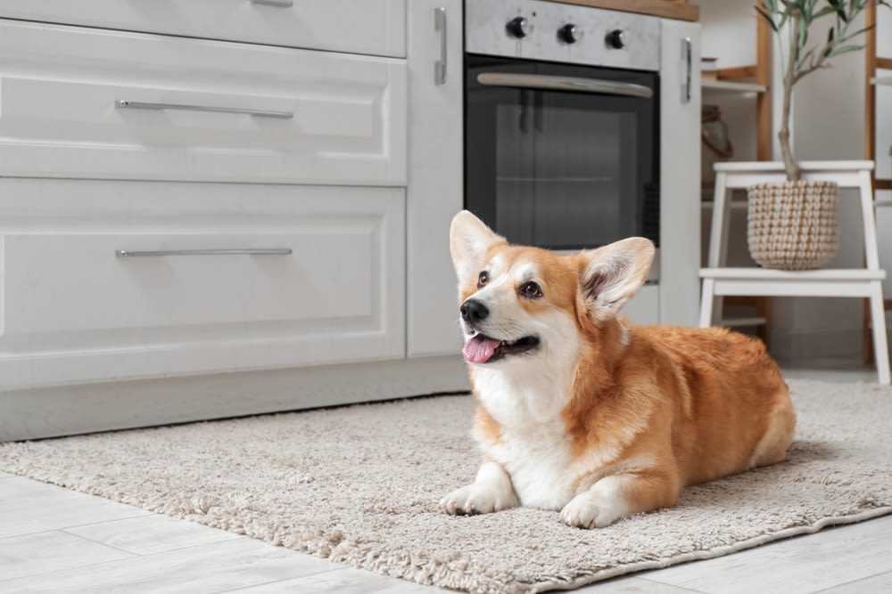 Bonito perro Corgi tumbado en el suelo en casa