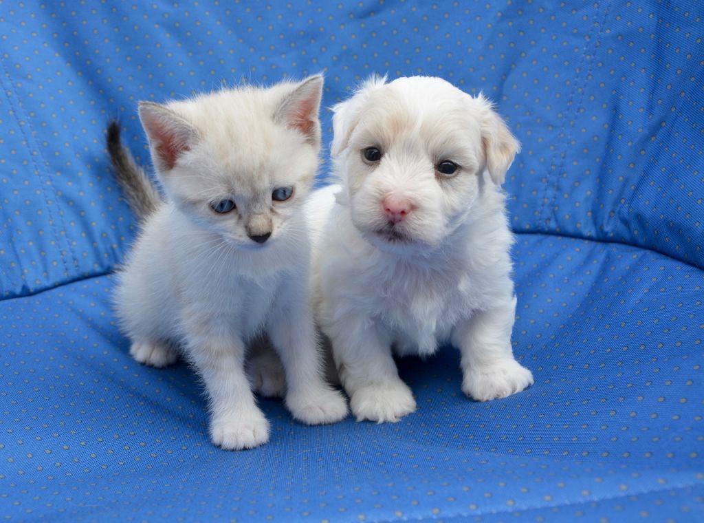 chiot et chaton