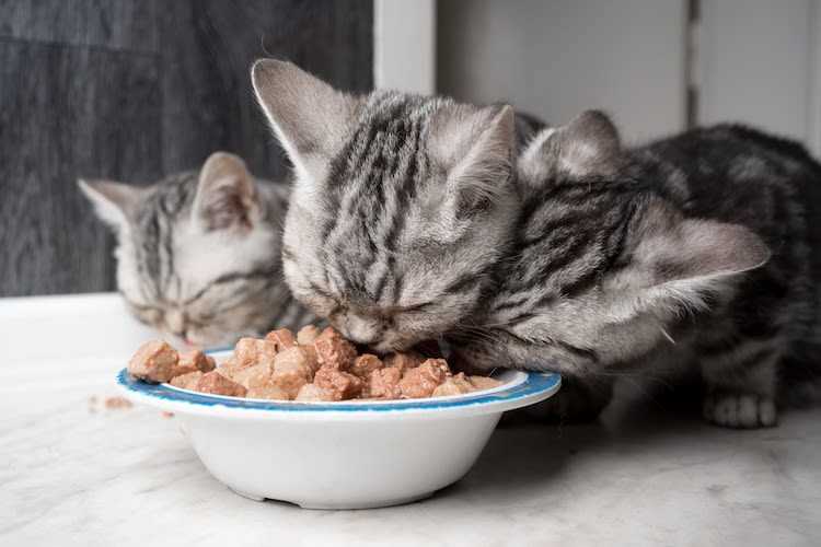 Alimentation de votre chaton : les premiers pas - Santévet