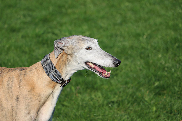 galgo espagnol