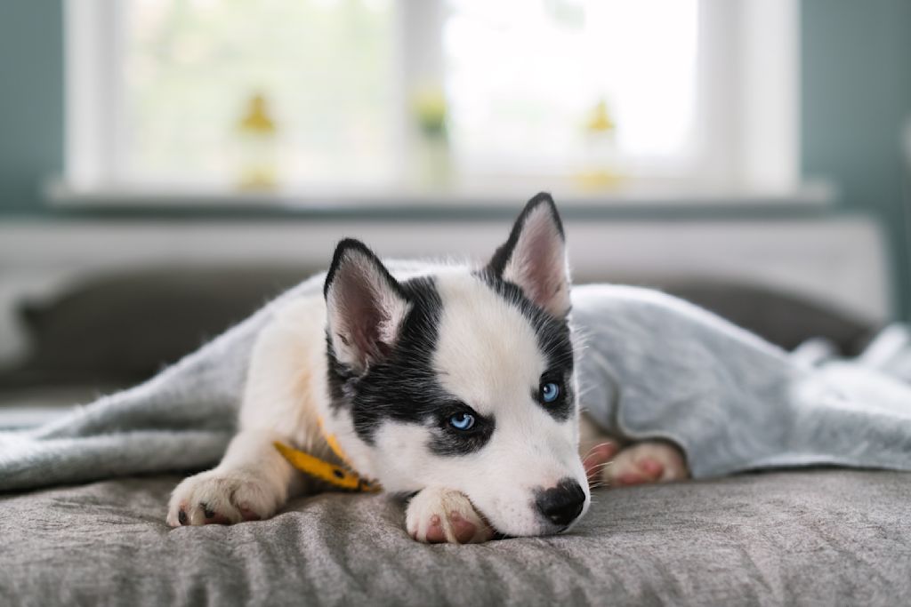 chiot