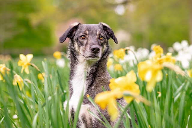 Chien croisé noir
