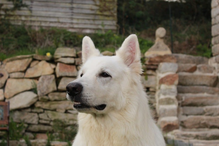 swiss-white-shepherd-4140060 1280