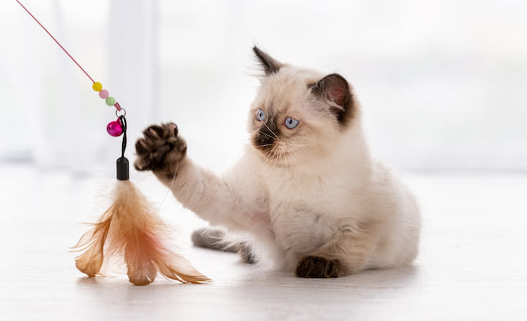 ragdoll__chat_preferes_des_francais