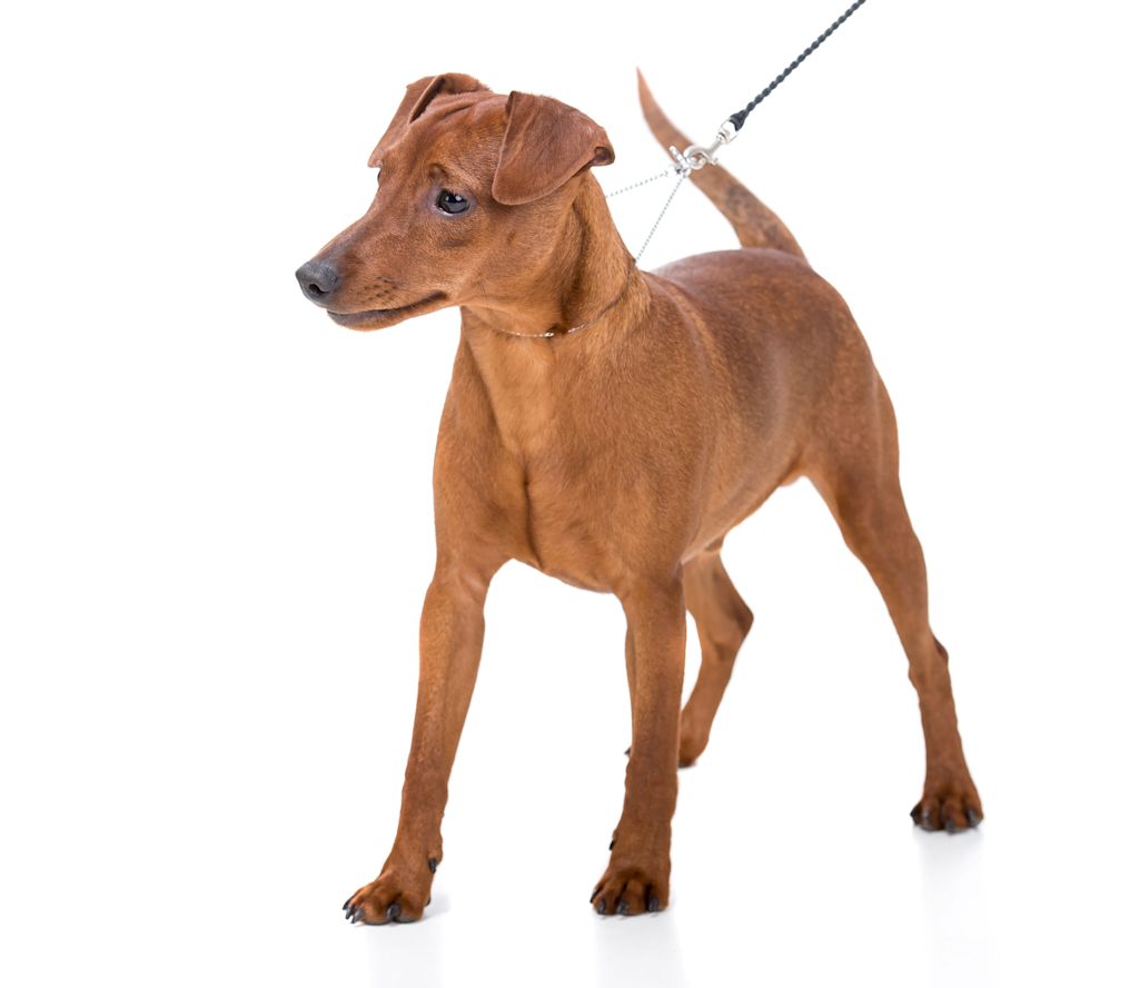 pinscher nain marron