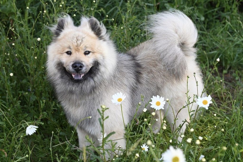 Chien dans un champ