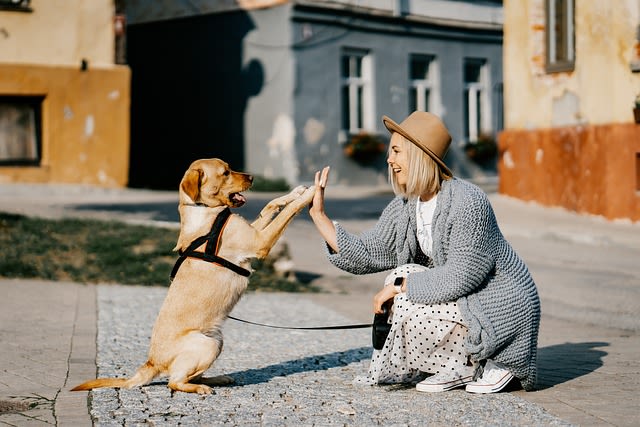 chien d'assistance