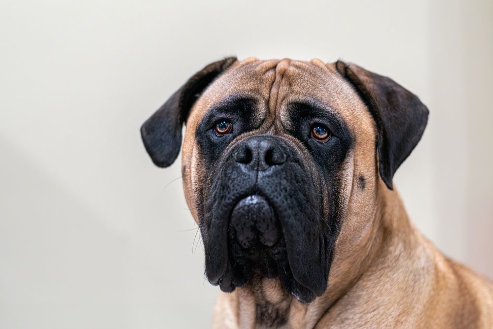 Bullmastiff kijkt alert met zwarte snuit