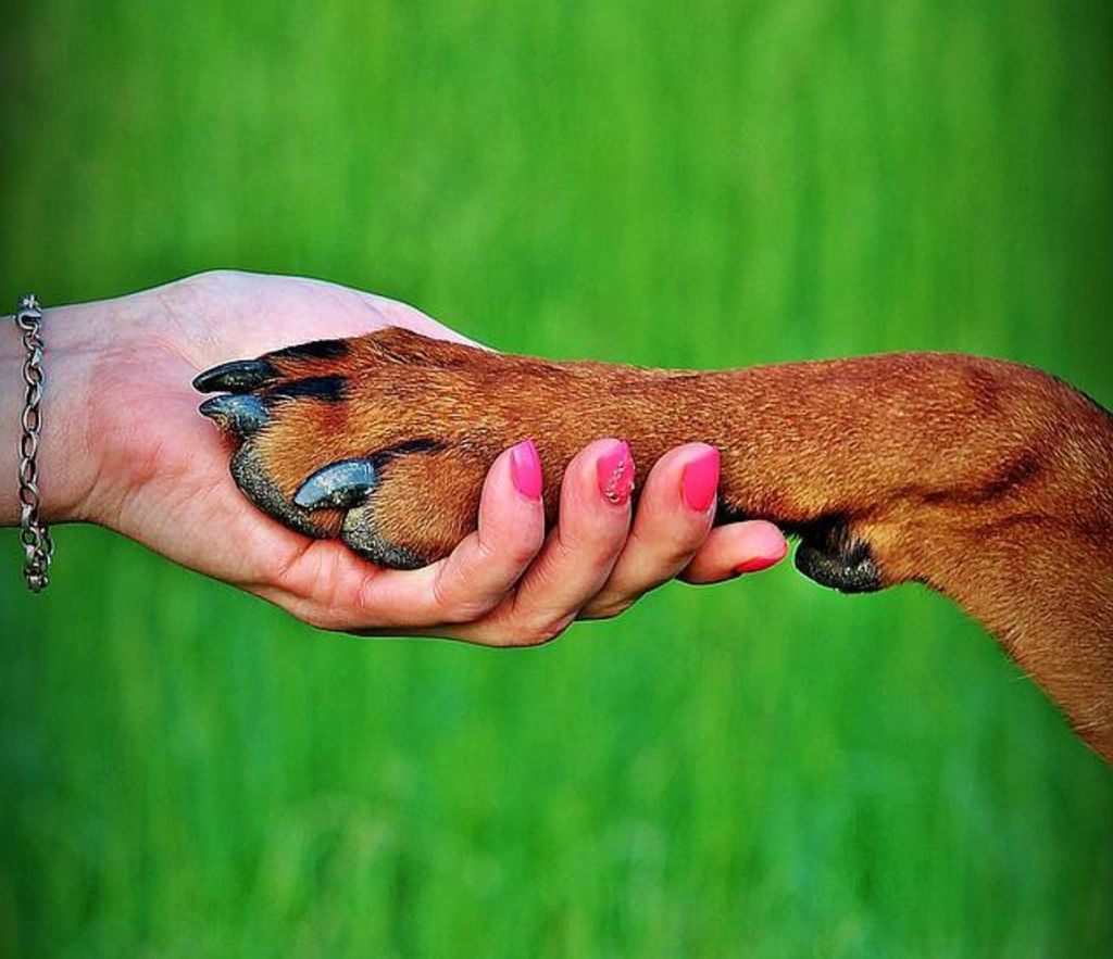 confiance chien et maitre