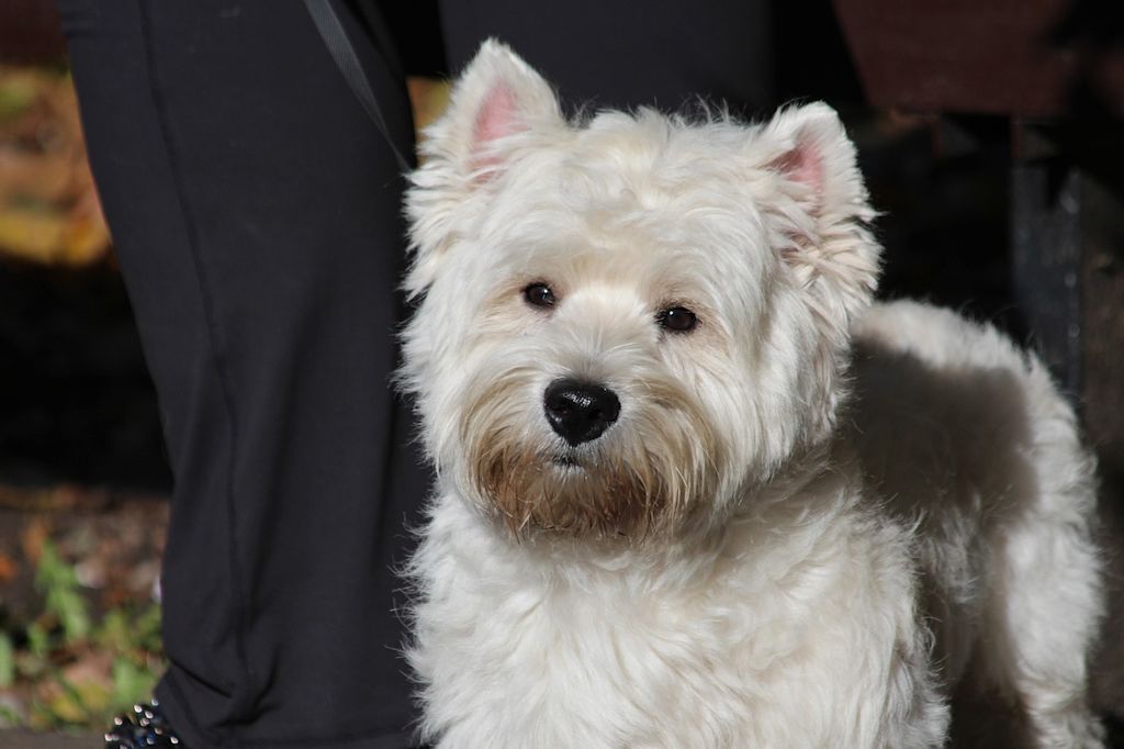 westie