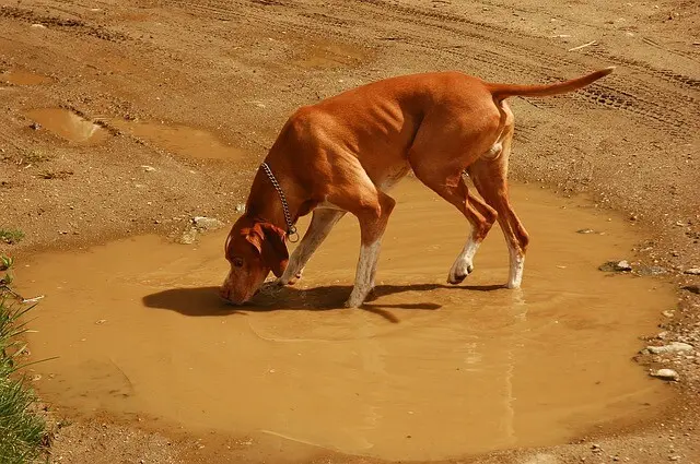 Poisoning Dog Puddle