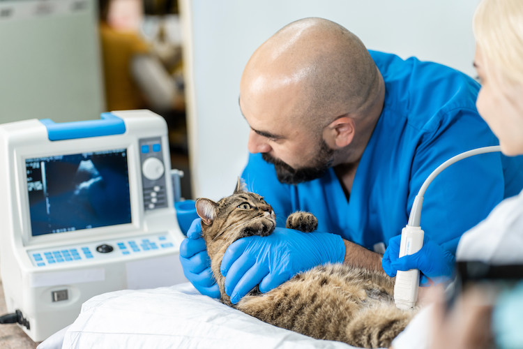 examen chat qui ne mange plus