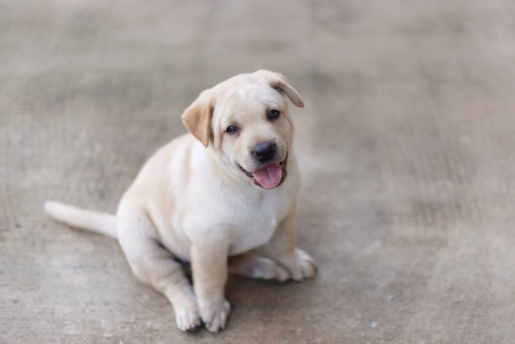 chiot labrador