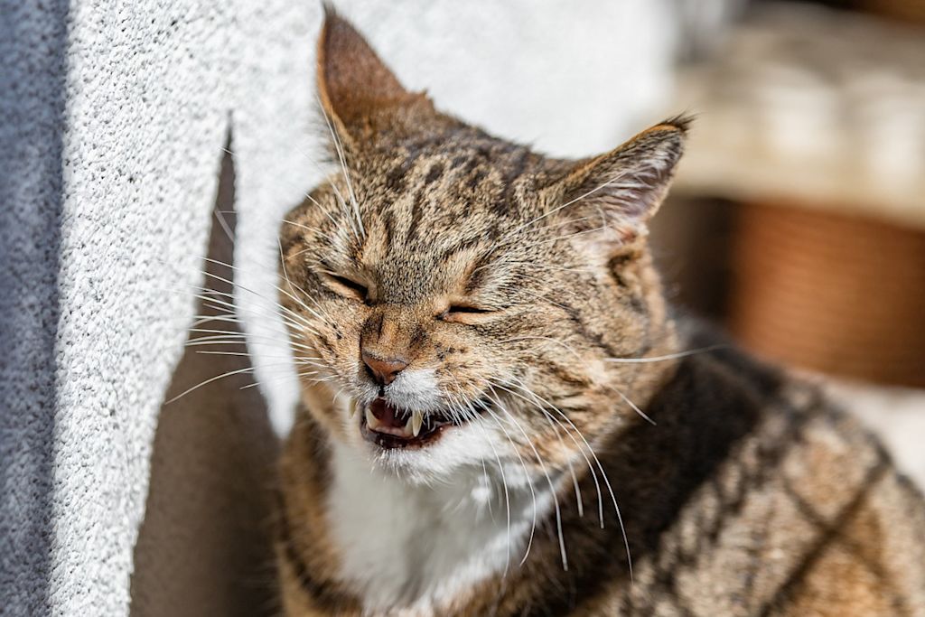 chat qui tousse