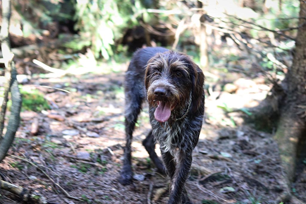 Griffon rennt im Wald