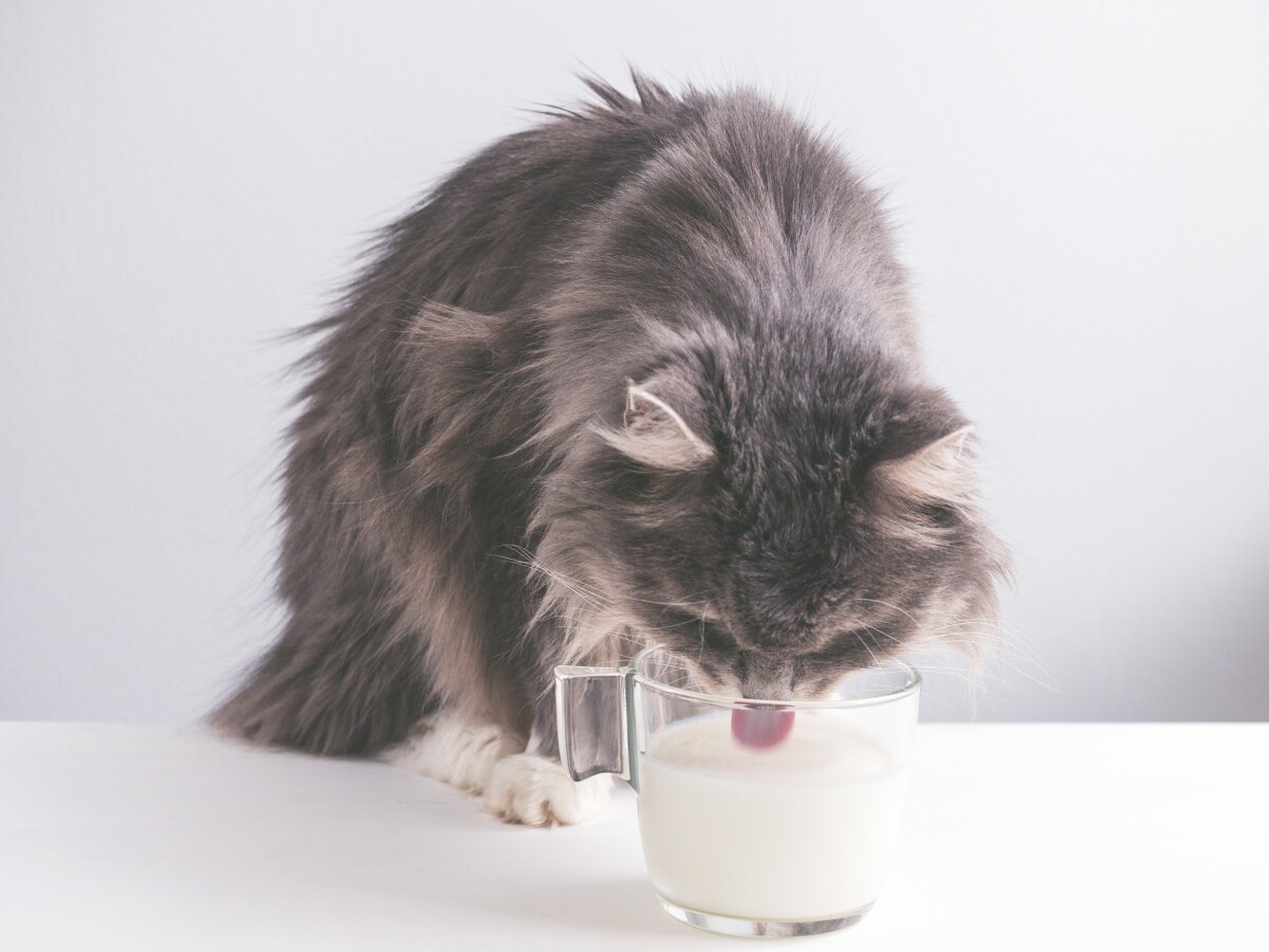 pueden los perros bebes beber leche de gato