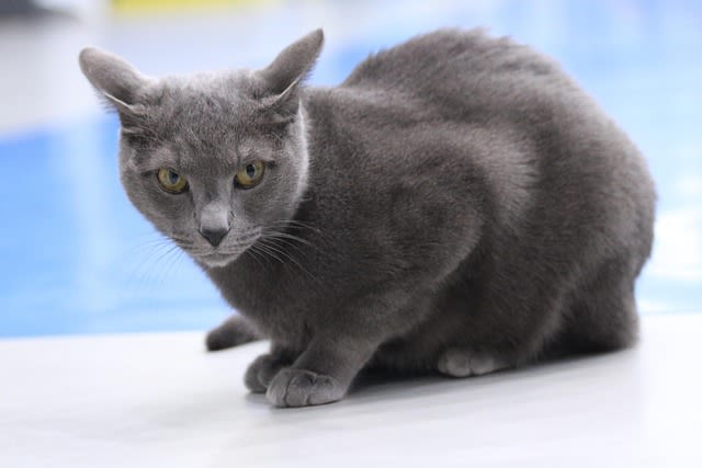 chat gris bleu russe