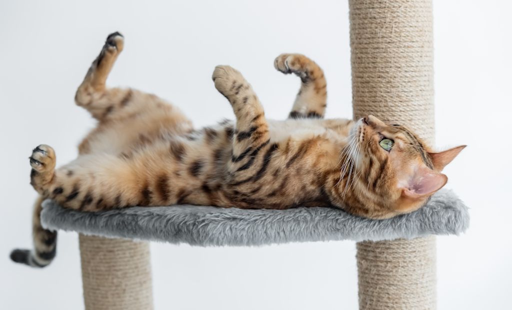 gato en árbol para gatos