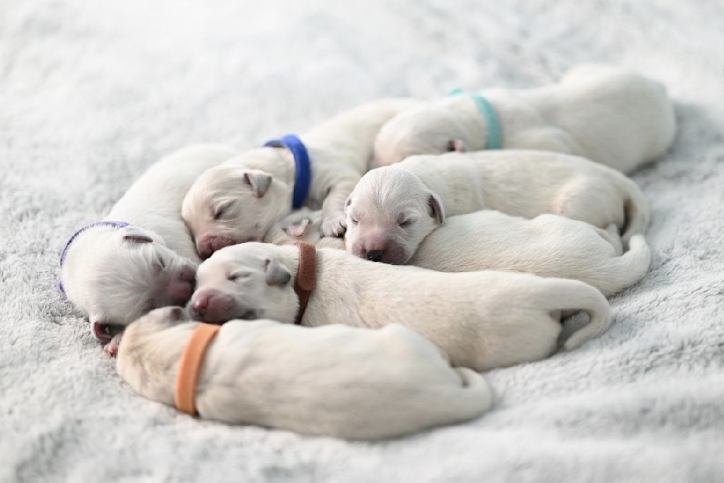 Jeunes chiots