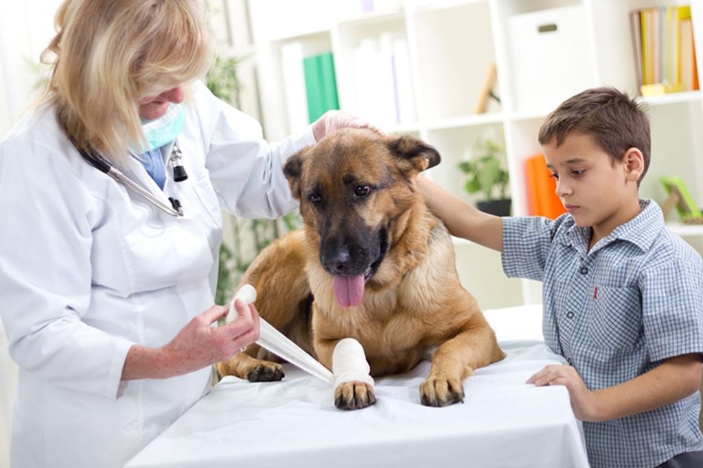 assurance santé chien vétérinaire