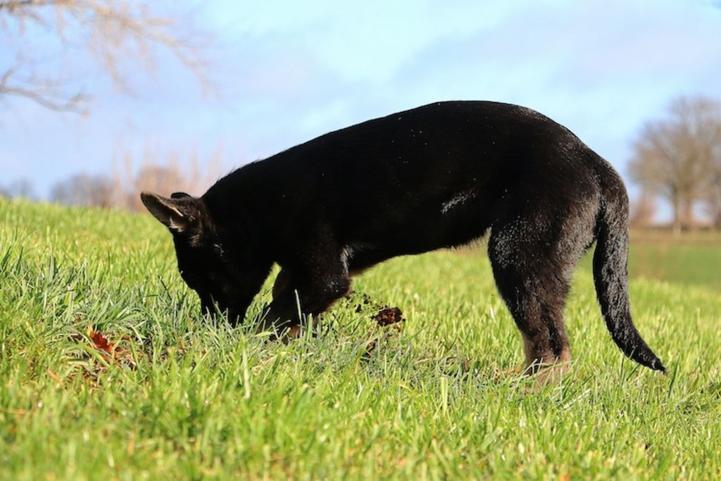 crapaud_danger_pour_le_chien