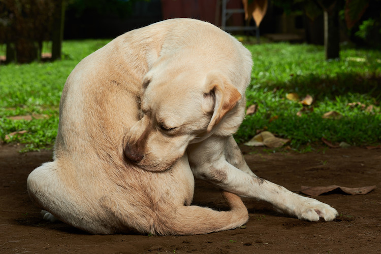 le chien se gratte la zone anale