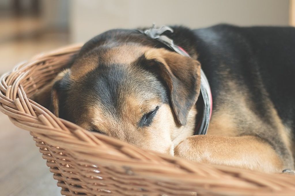 panier du chien