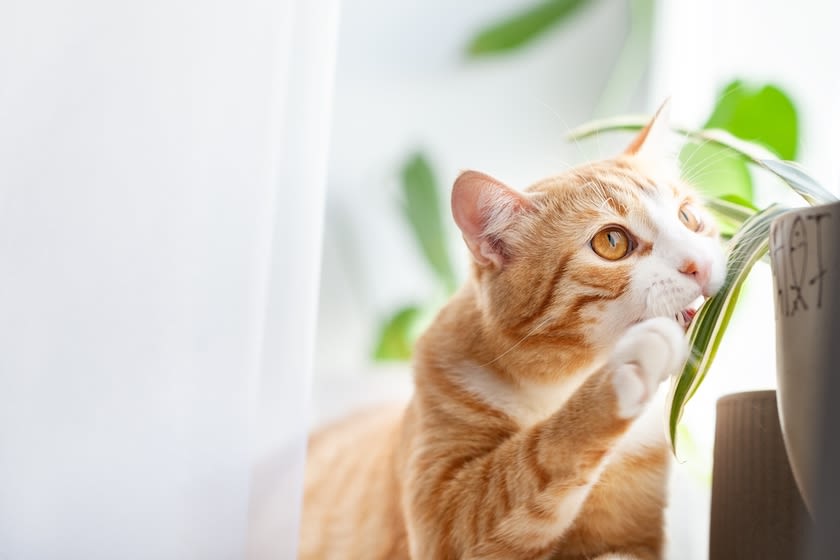 planta toxica para gatos