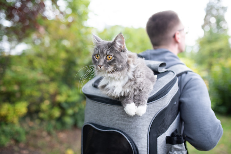 emmener son chat partout