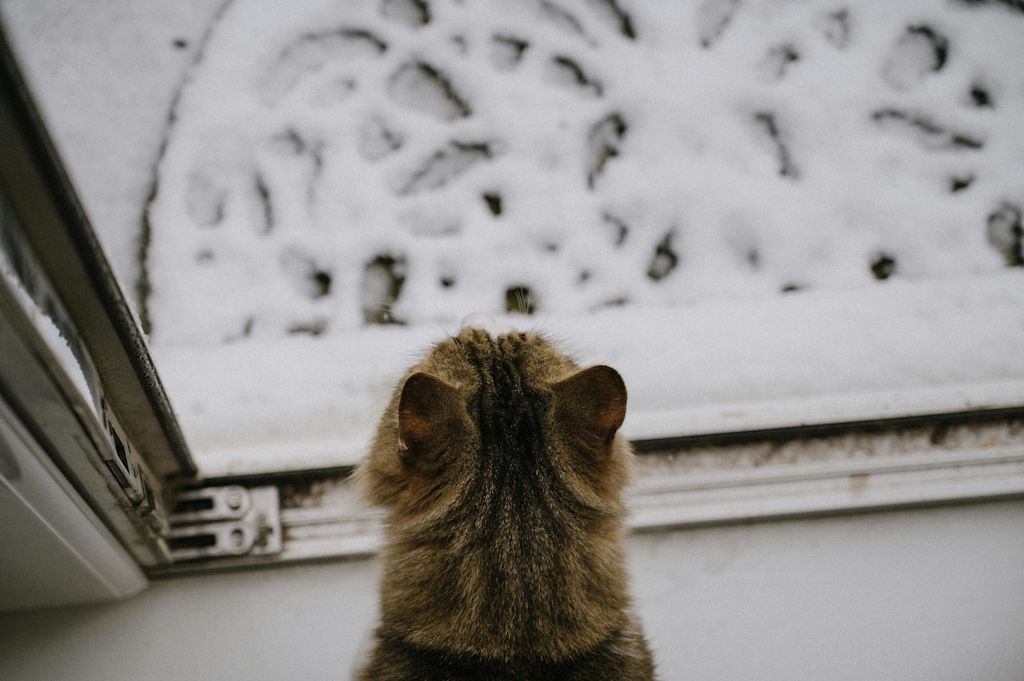 chat qui s'apprête à sortir