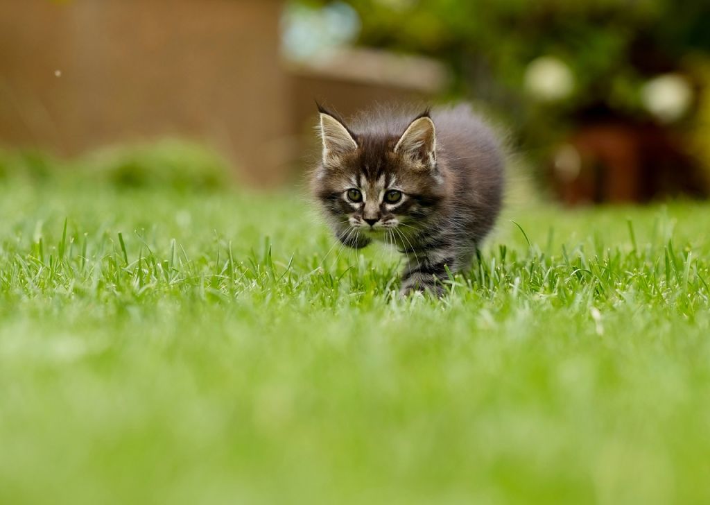 chaton tigré dans herbe