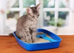 Constipation chez le chien et le chat : quand faut-il s'inquiéter ? - Maladies et prévention - Chat