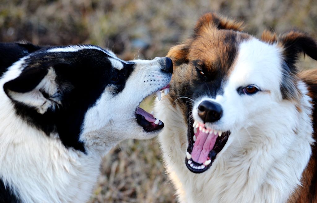 deux chiens mordeurs