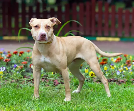 Accessoires auto pour le confort et la sécurité des chiens - trucs &  astuces - chien - SantéVet