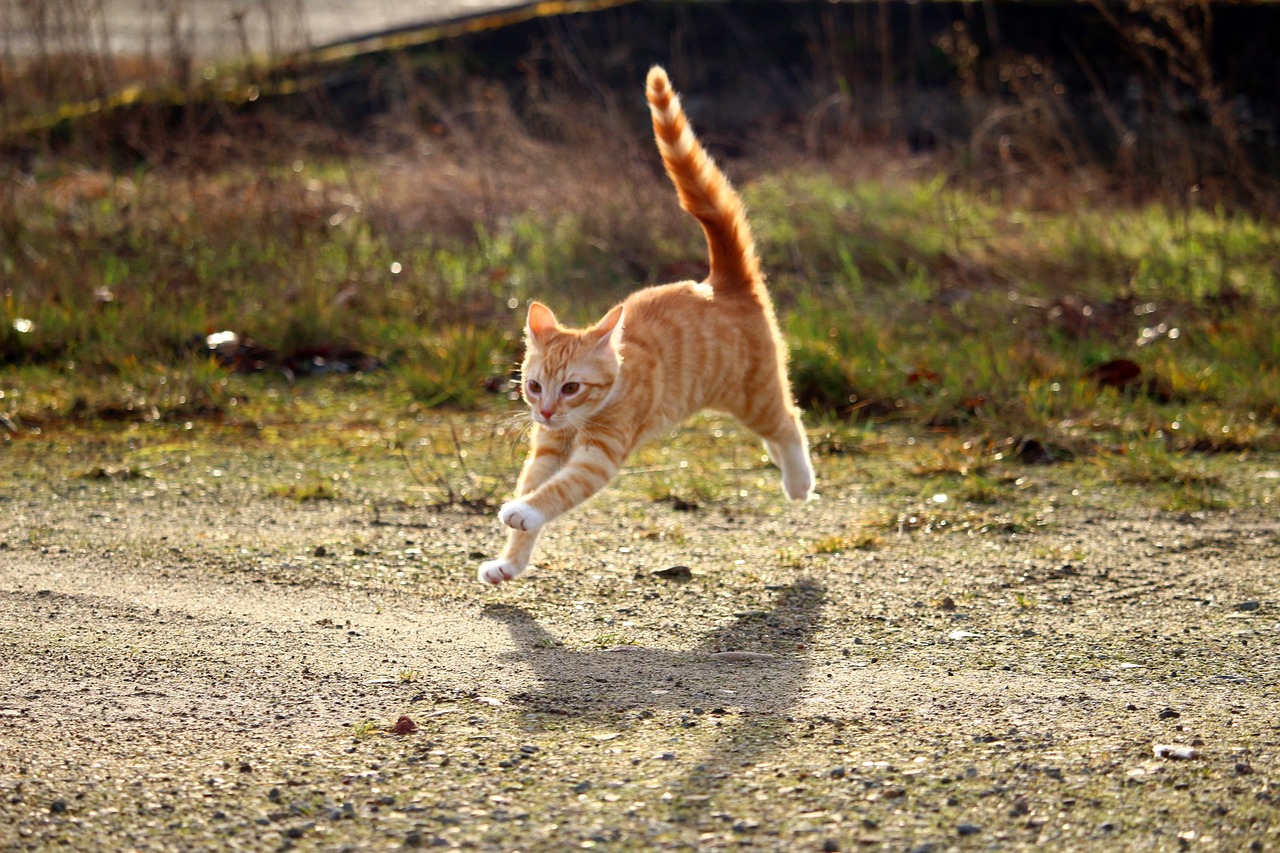 Chat qui saute