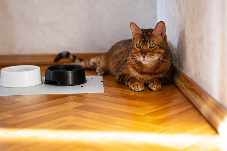 chat refuse de manger