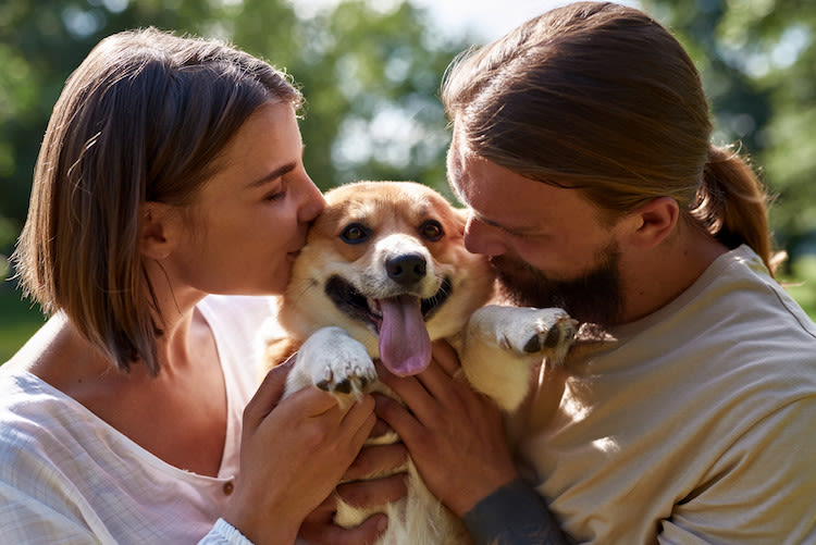 vieux_chien_tendresse