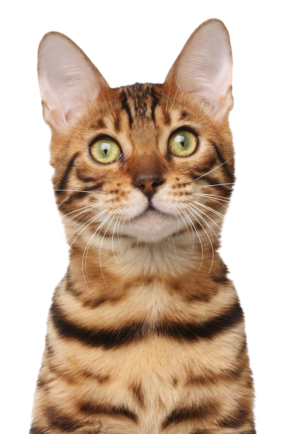 assurance chat du bengal